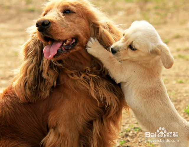 狗乱尿拉屎怎么办