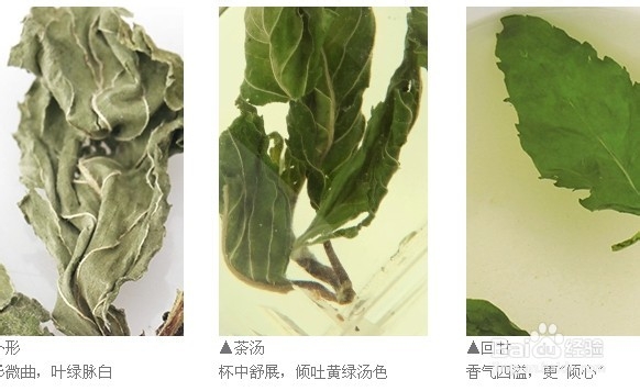 薄荷茶——清清凉凉的味道