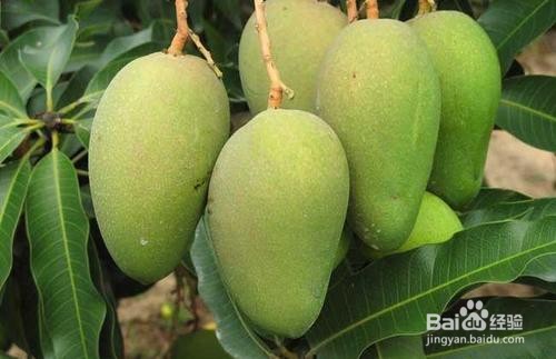 芒果怎么放熟得快