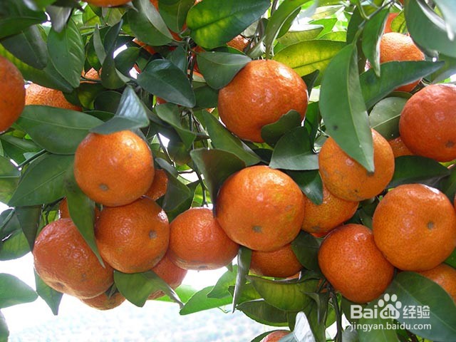 砂糖桔的着色管理及增甜的方法