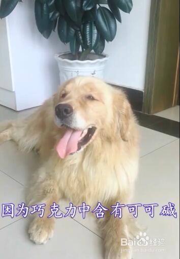 狗狗能不能吃巧克力 百度经验