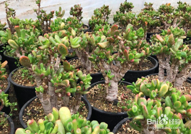 吸财树怎么长得快