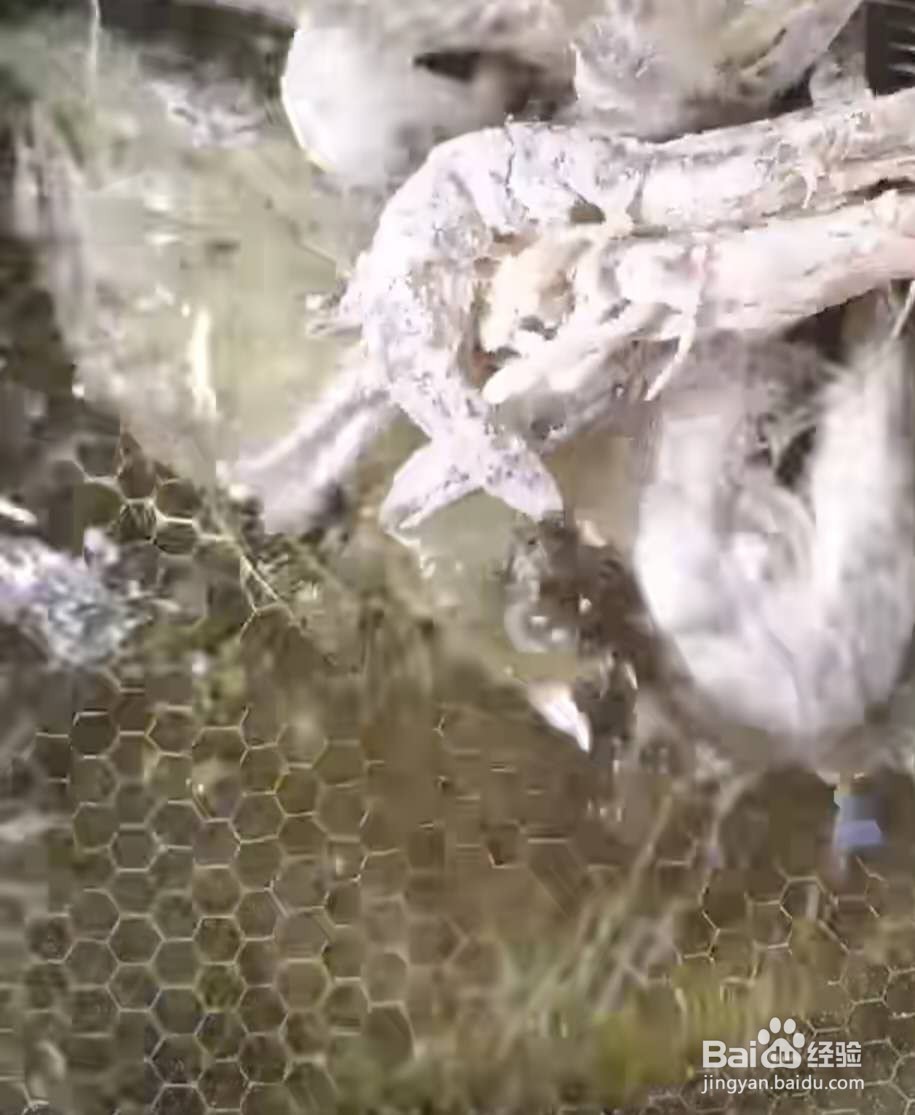 干锅香辣虾如何做?