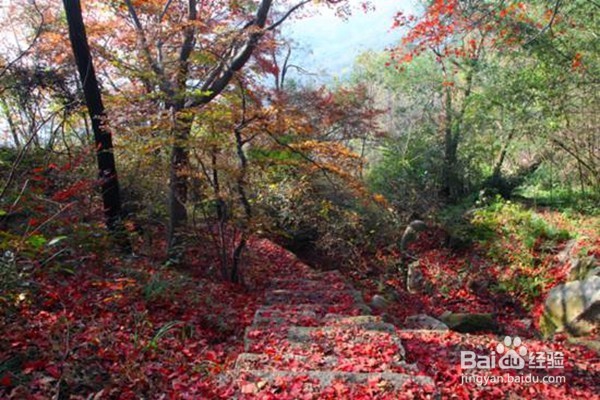 赏枫叶好去处——河南家门口赏枫叶攻略