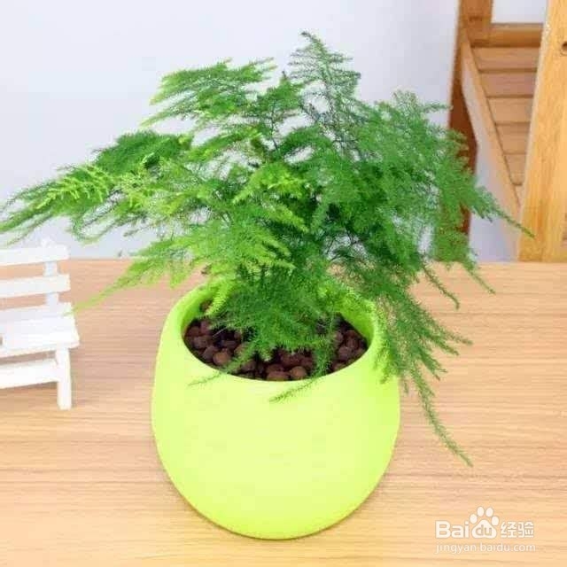 叶片发黄这样做，让它重新恢复生机！