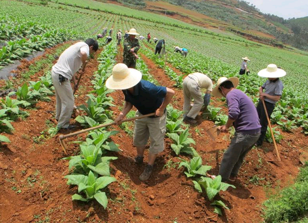 介绍一些除草的好方法