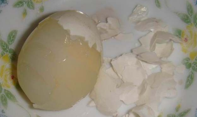 为什么两个母鸽子可以下蛋