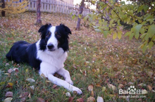 怎么样去掉家具上的狗狗毛