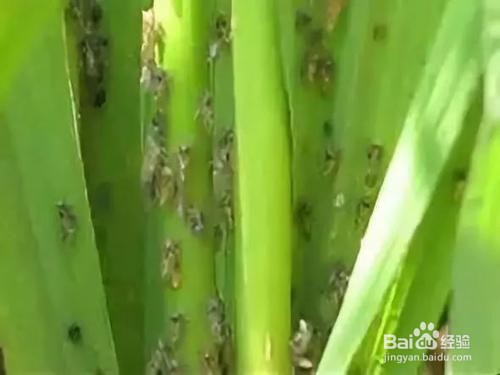 玉米蓟马的防治方法