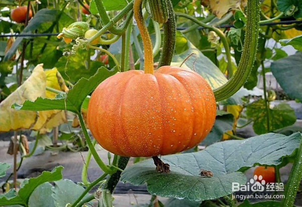 南瓜叶子发黄怎么办