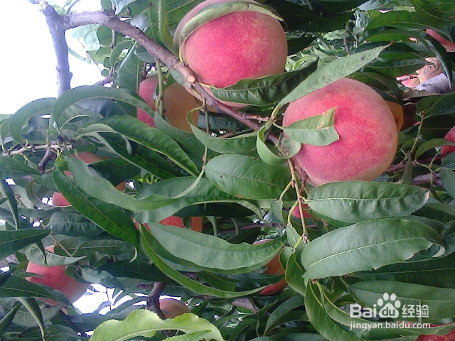 桃树枝怎么接嫁？