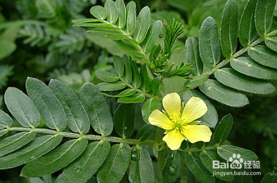 中药材白蒺藜在种植过程中怎么防治病虫害?