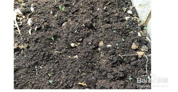 石竹的种植方法和注意事项