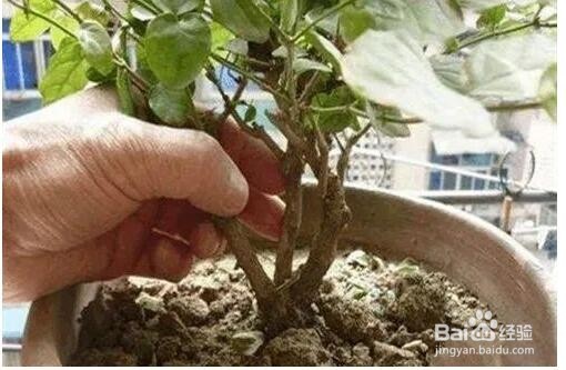 茉莉花怎么养爆盆