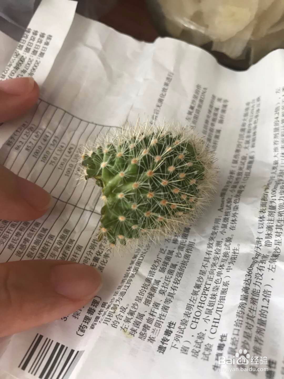 仙人掌烂根怎么补救