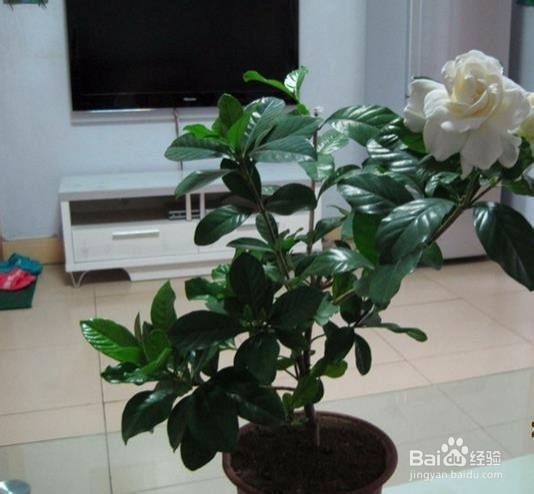 栀子花如何养殖 养殖方法