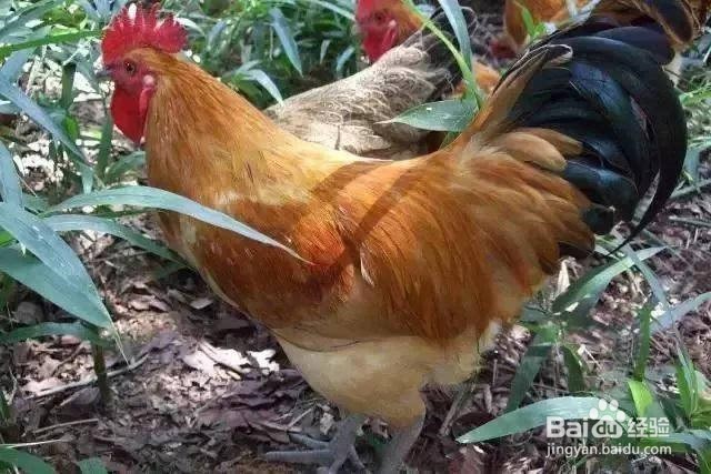 怎样杀大公鸡的
