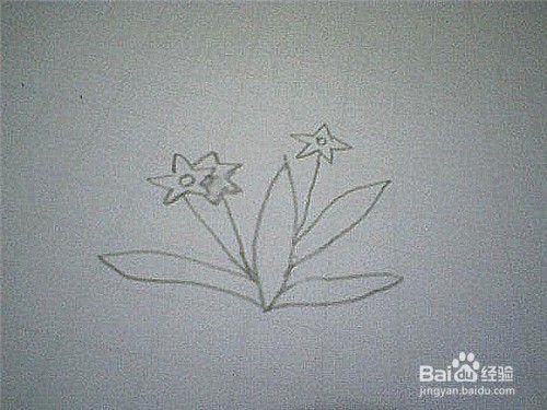 简笔画水仙花的画法