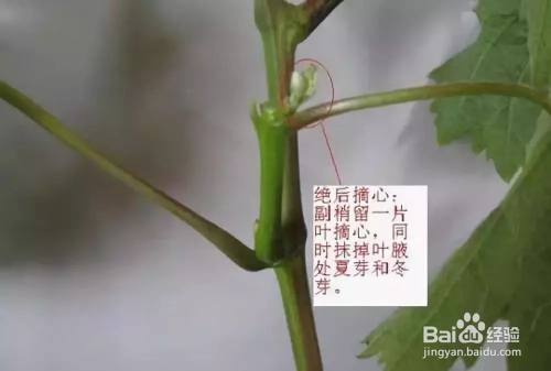 葡萄怎样摘心效果好