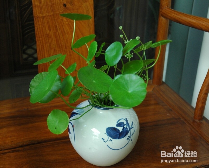 铜钱草的养殖及在家装中的应用