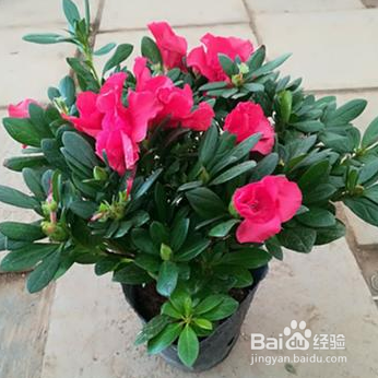 映山红杜鹃花怎么养