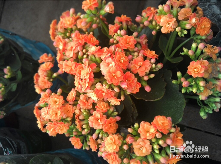 长寿花养殖方法之七大技巧分享