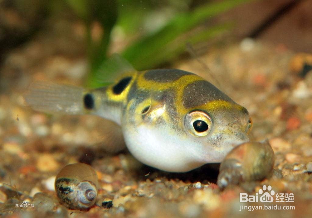 鱼缸出现了螺怎么办