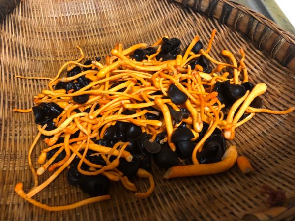 虫草花炖龙骨鸡脚汤