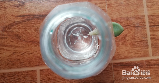 矿泉水瓶多肉叶插方法