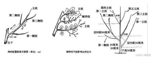 石榴树怎样剪枝以图片介绍为主