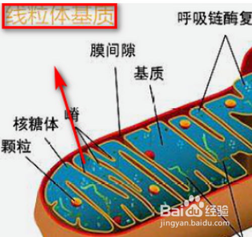 3 糖酵解glycolysis的细胞质基质,包括线粒体内膜上的atp合酶,还