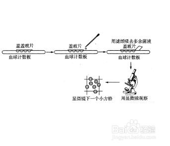 血球计数板的误差主要来自哪方面,如何避免