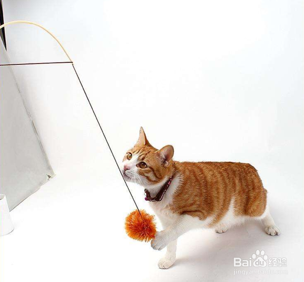 猫咪喜欢哪些东西?