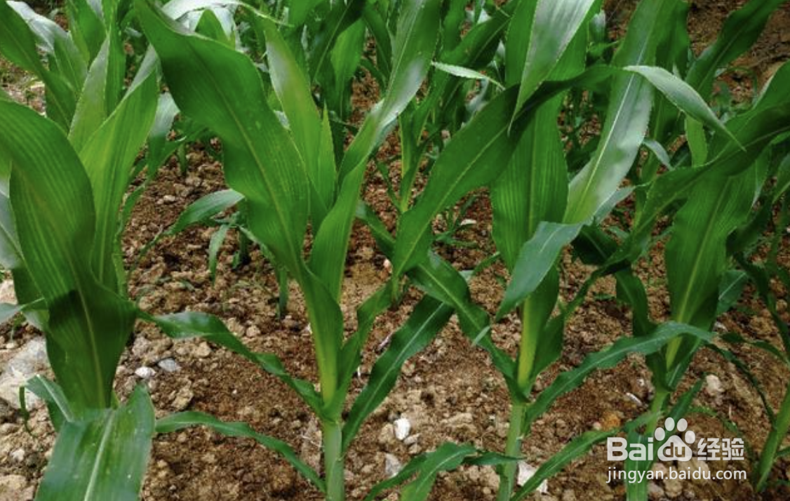 种玉米时间及方法