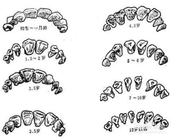 牛的年龄鉴别方法