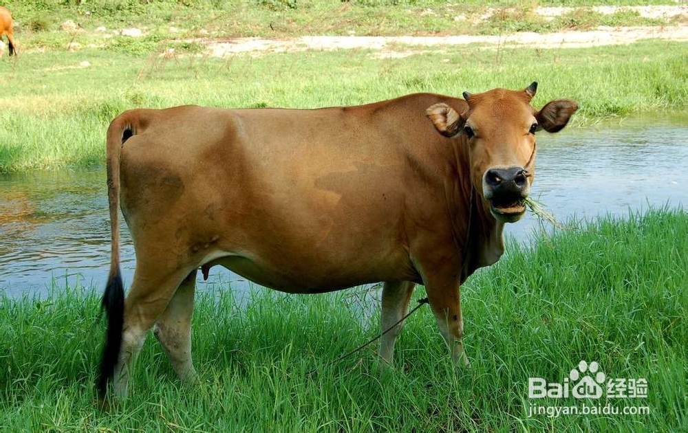 8种巨毒肉类吃了夺命