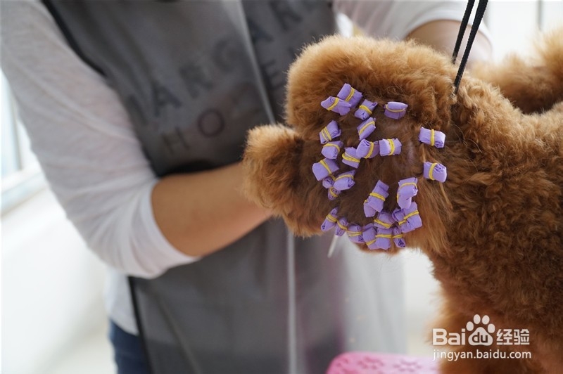 贵宾犬宠物美容