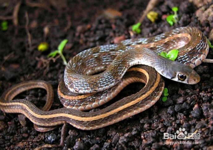 被蛇咬了怎么办? 自救小知识