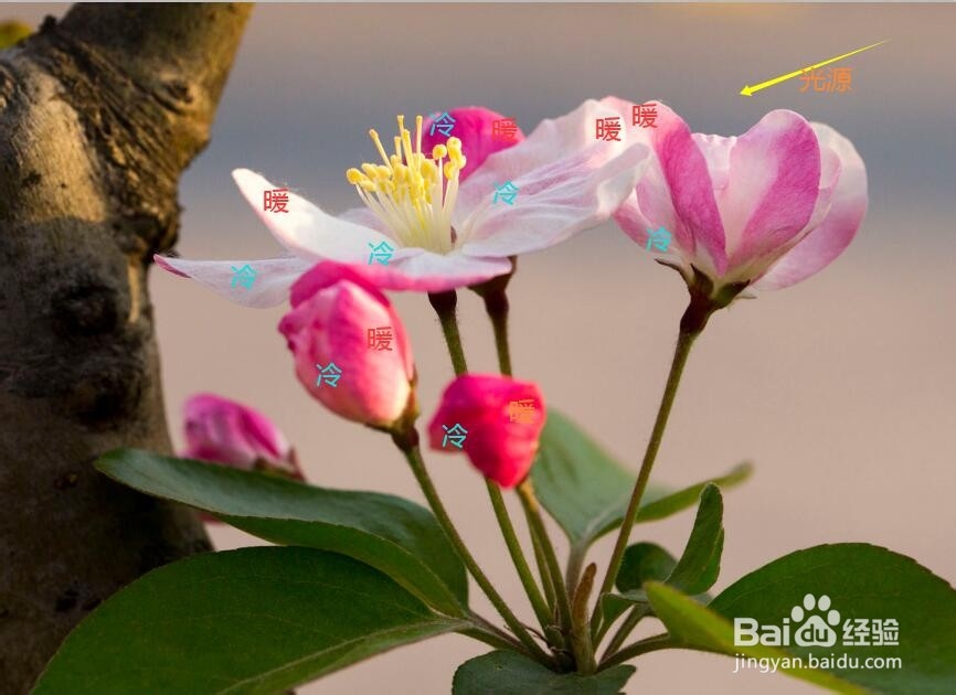 水彩花卉教程 | 跟又画一起画一幅海棠花吧