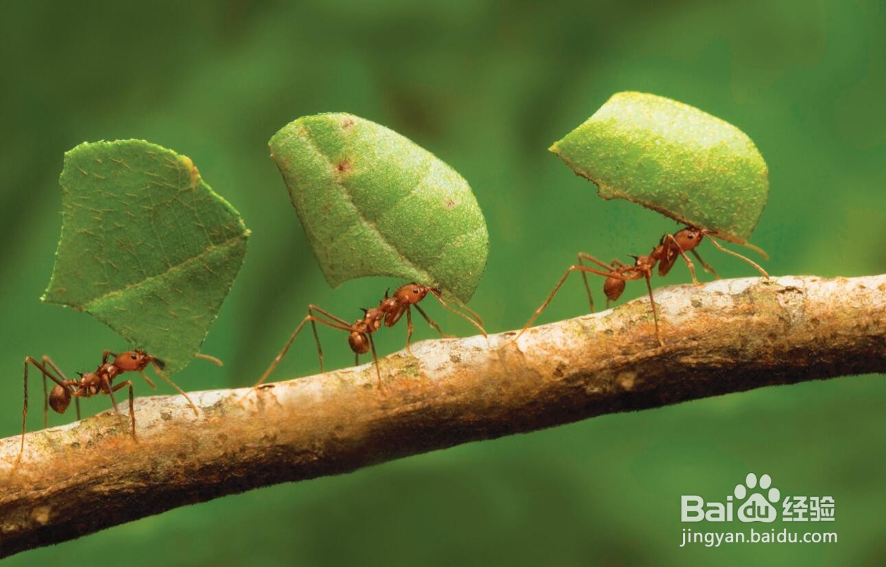 蚂蚁是怎么知道要下雨了