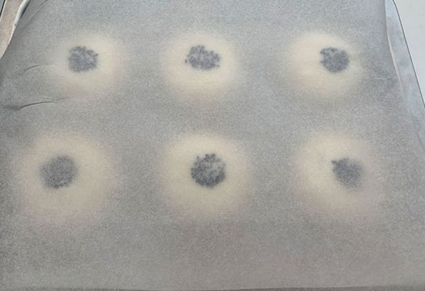 日式蜜豆芝麻包