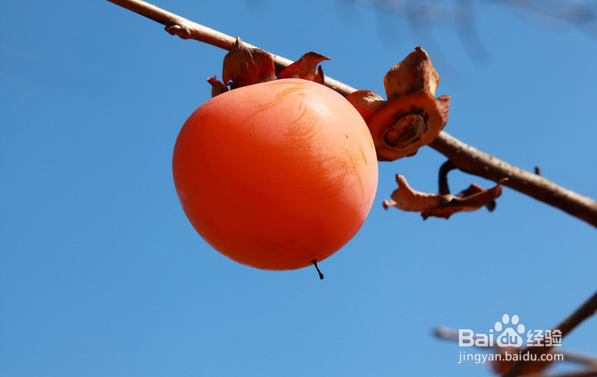 吃柿子时这些你都注意了？