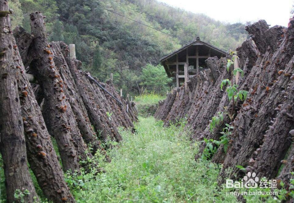 我们一定要吃的排毒冠军、素中之荤