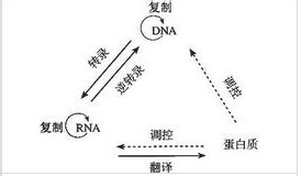 高中生物学习方法：[8]基因对性状的控制