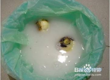 土培水培 风信子种球 盆栽花卉植物