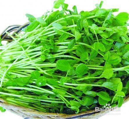 吃豆苗的禁忌 百度经验 吃豆苗的禁忌 百度经验
