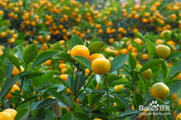 金桔盆栽培植方法步骤？