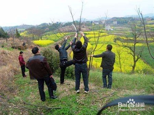 苹果树如何剪枝