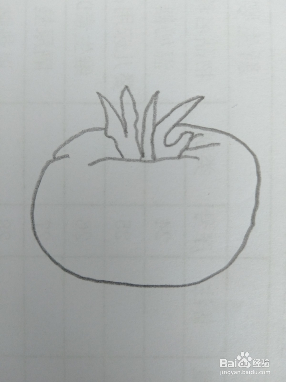 简笔画柿子画法九