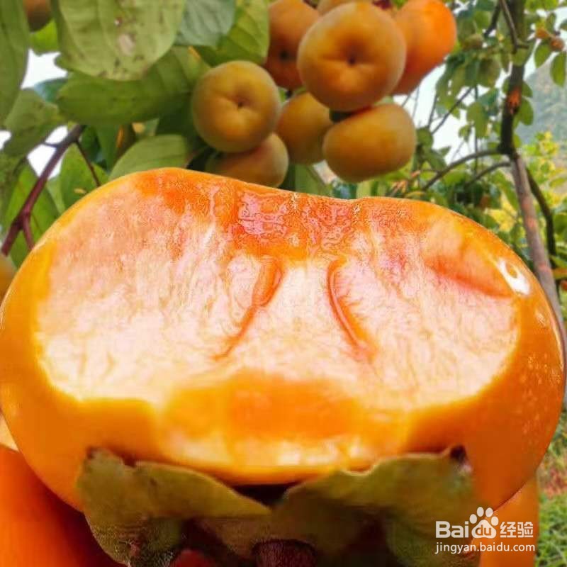 没有熟的柿子怎么处理